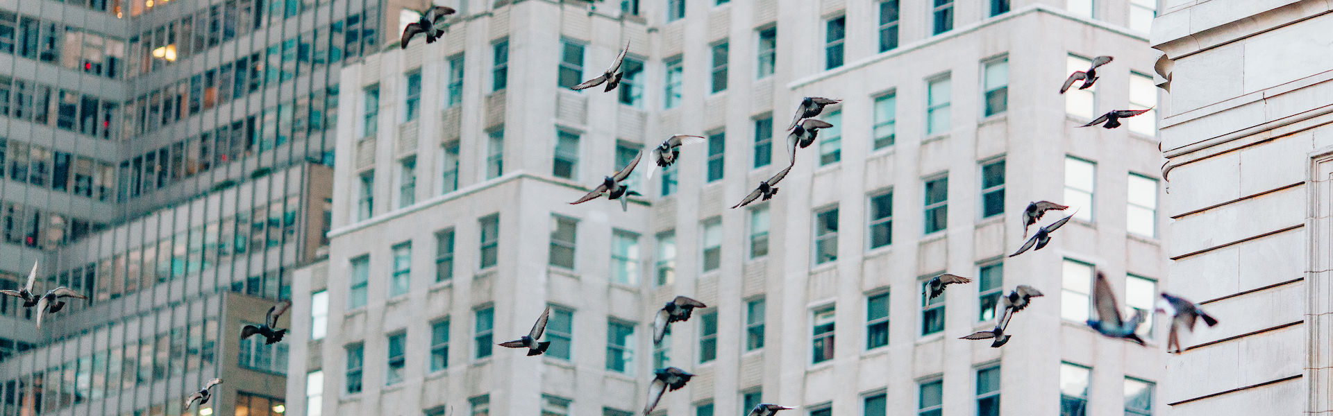 Bird Strike Window Decals Prevent Birds from Hitting Windows