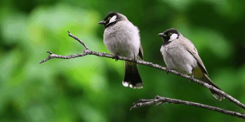 Feather Friendly Image Feather Friendly® Bird Collision Deterrent Film