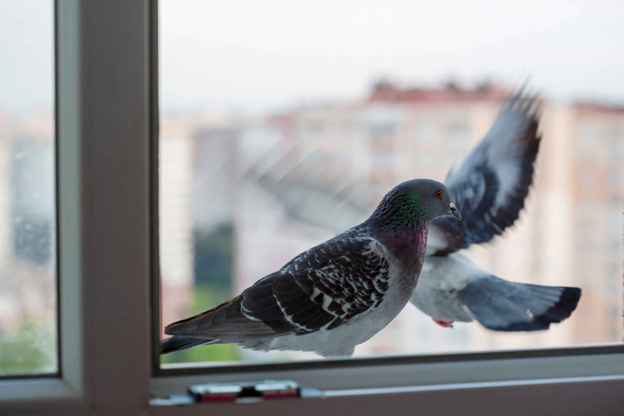 how to protect windows from birds using window film