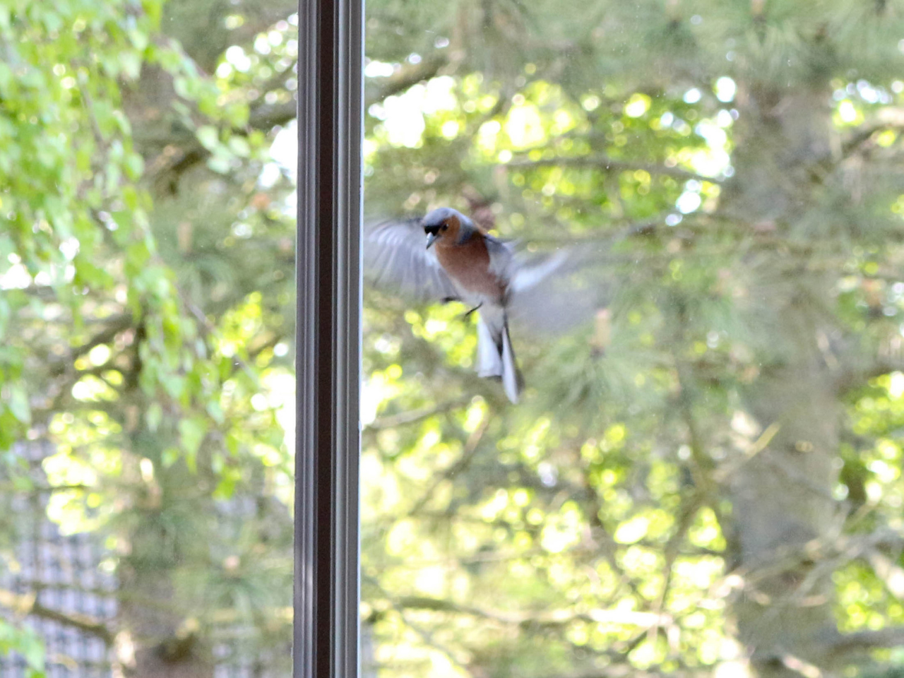 protect birds from windows with window film